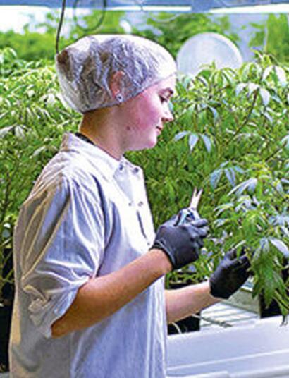 El arribo de los principales laboratorios de cannabis medicinal en Chile