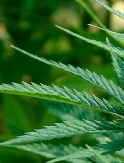 Cultiva medicina: cinco variedades medicinales para plantar en outdoor