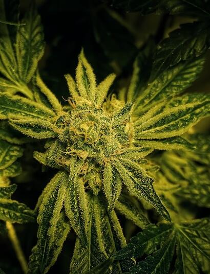 Tips para prevención contra metales pesados en el cultivo de marihuana.