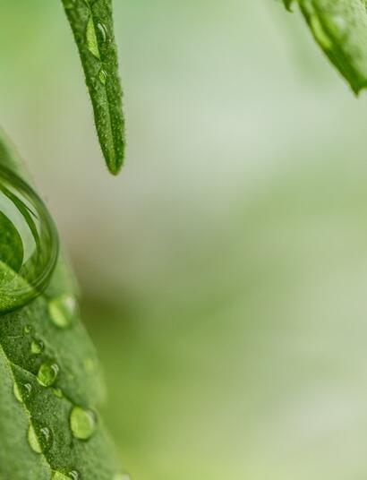 Sistema de riego por goteo para cultivo de cannabis en exterior.
