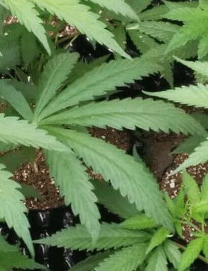 8 problemas para evitar en el cultivo de marihuana.