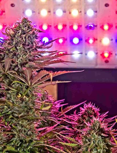 proefschrift mediwiet teelt