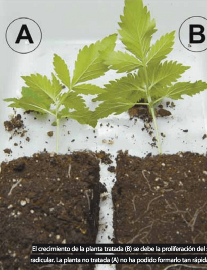 Micorrizas en el cultivo de marihuana.