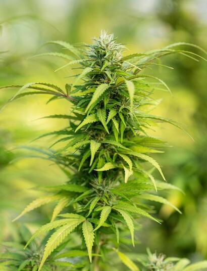 Micorrizas: multiplica la eficacia del sistema radicular.