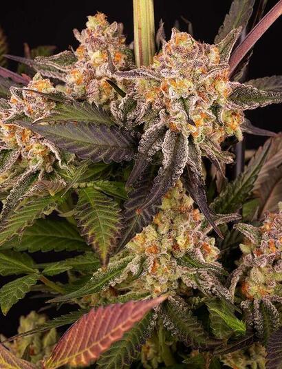 Mimosa Evo. Un trionfo dell’evoluzione degli strain