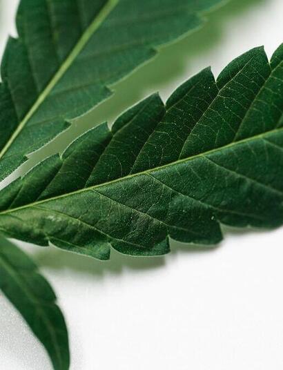 Missouri foster parents granted legal access to cannabis