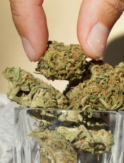 federal study on the number of patients enrolled in state legal MMJ programs