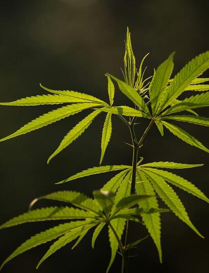 Una planta de cannabis en fase de crecimiento donde se aprecia su estructura botánica. La imagen sirve para ilustrar la clasificación de McPartland y Small entre las variedades de hoja estrecha (NLD) y hoja ancha (BLD) según su origen geográfico y evolución.