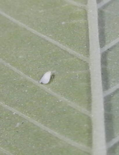 Mosca blanca en envés de hoja de cannabis.