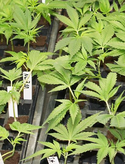 Immer wieder Gras von einer Pflanze