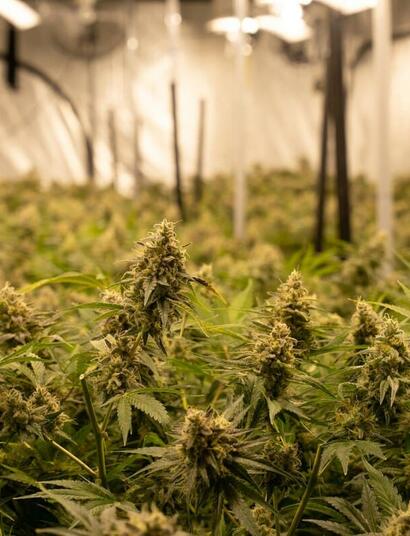 almost 450,000 people work full time in the cannabis industry in 2024