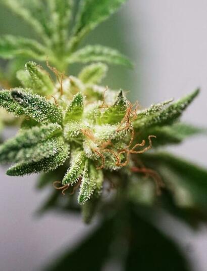 new flavor compound found in cannabis plants