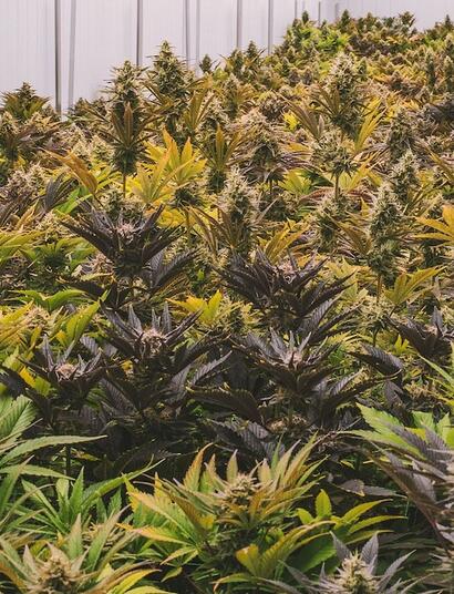 Técnica de lámina de nutrientes cannabis hidropónico.