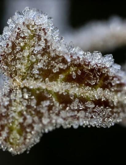 Winter is the perfect time for cannabis growers to plan the next season. Learn how to choose strains, prepare grow sites, start clones and maintain indoor crop.