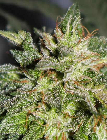 Los terpenos dan el olor al cannabis.