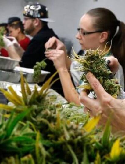 Calgary prepares for future with legalized marijuana
