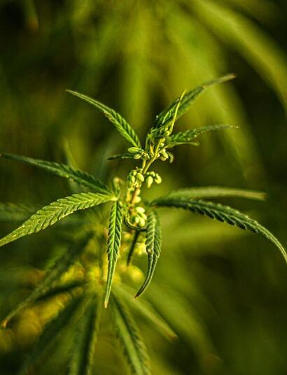 Soft Secrets' contributor Grubbycup explains key chemical processes of macronutrients Nitrogen(N), Phosphorus (P) and Potassium (K).