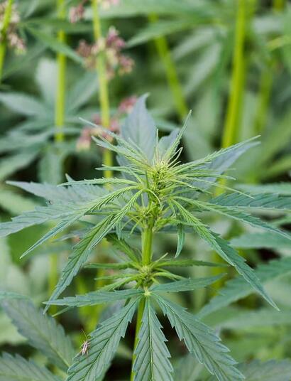 Organic vs chemical cannabis nutrients explained. Learn more how each works, their pros and cons, and when to use both for better plant health and yields.