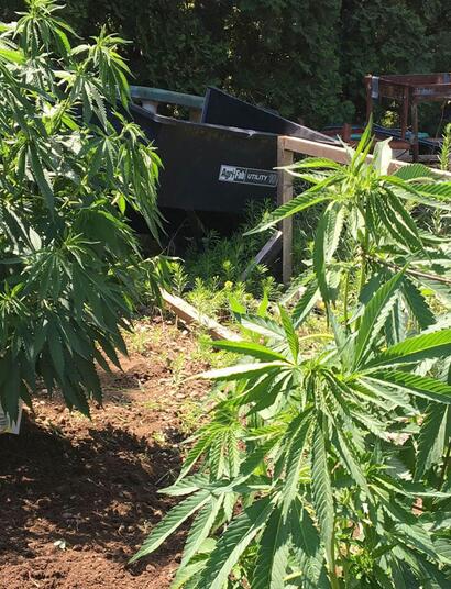 Starting Your Outdoor Grow, Indoors! (Part 1)