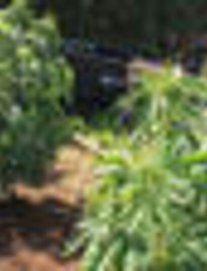 Stoney Tark’s Top Tips on Growing Cannabis