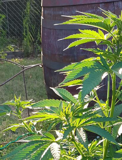 Starting A Cannabis Grow Outdoors  (Part 2)