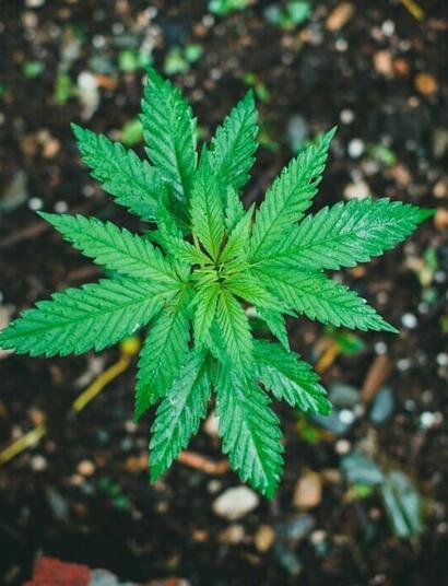 Outdoor marijuana growing guide from scratch 2025 - Soft Secrets