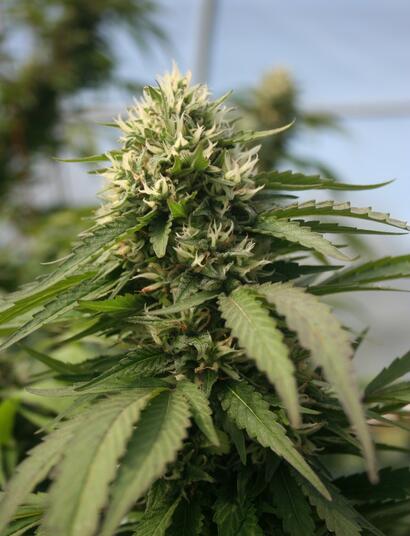 cannabis plant