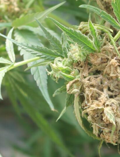 Los agentes patógenos