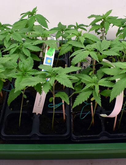 Pěstování V1-klonů s Q6W-Generation2 LED-lampami od SANlight