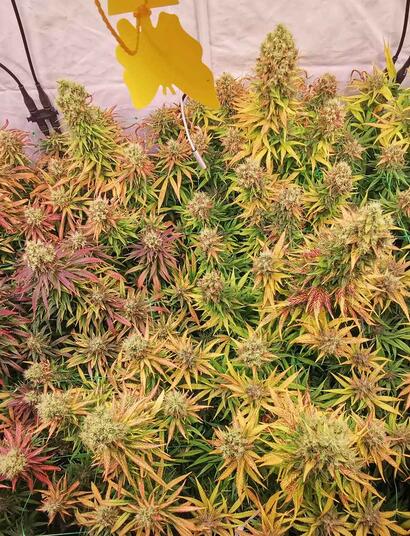 Die Outdoor-Pflanzen für die Blühphase vorbereiten