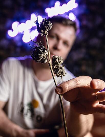 perfect grow soft secrets how to cure cannabis buds