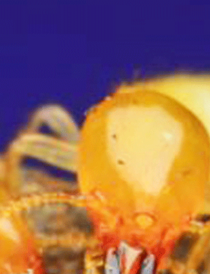 Prach, škůdci  &amp; další stvoření