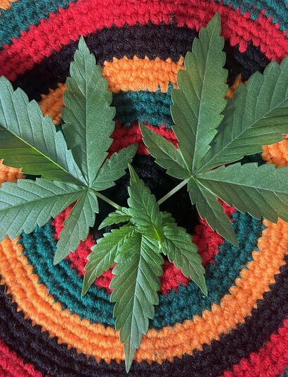 Die 8 besten CBD-Shops in Deutschland