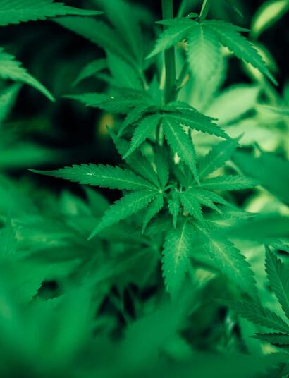 El-impacto-de-la-prohibición-del-cannabis-en-la-biodiversidad
