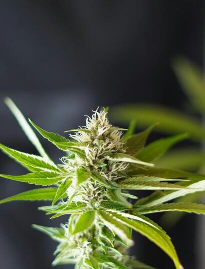 Diez-años-muy-dulces