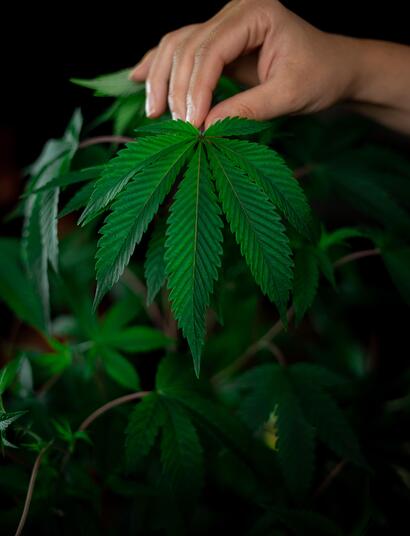 12 Kilo Cannabis: In Spanien geringe Menge?