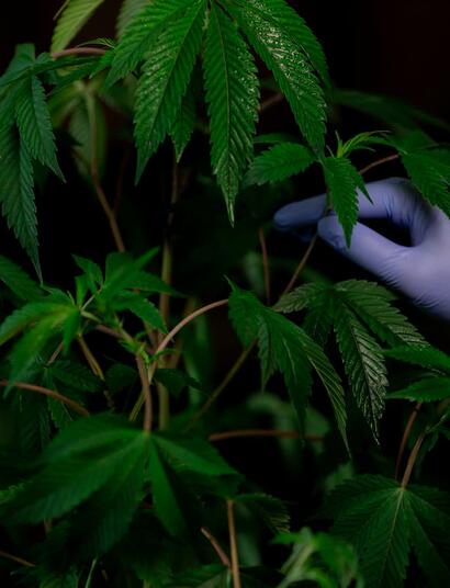 Semillas-poliembriónicas-de-cannabis