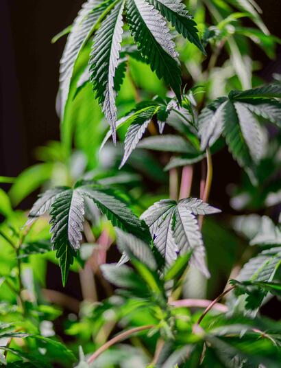 BUD ROT AND POWDERY MILDEW