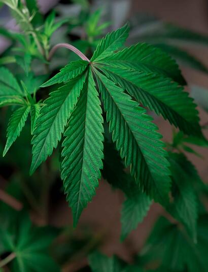 Cannabis hilfreich bei terminalen Patienten