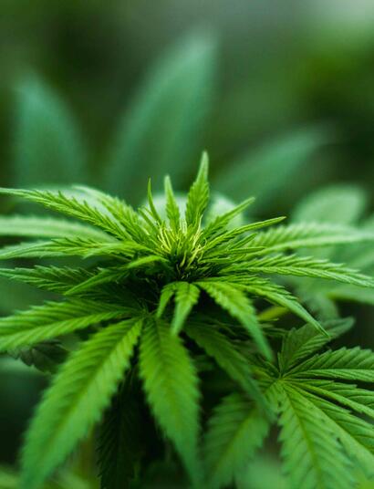 Dass Cannabis ab März in Deutschland