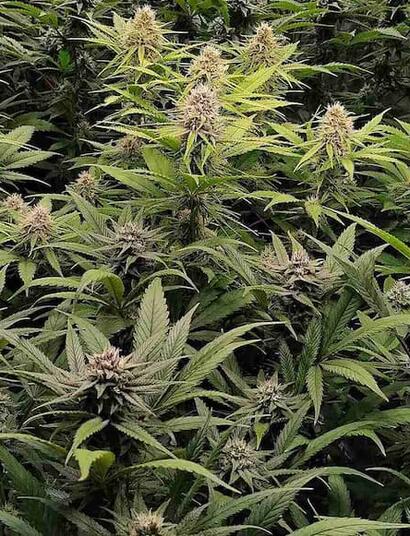 Learn the art of phenohunting cannabis! Find the best phenotype based on yield, terpenes, and traits to select your perfect, high-performing mother plant.