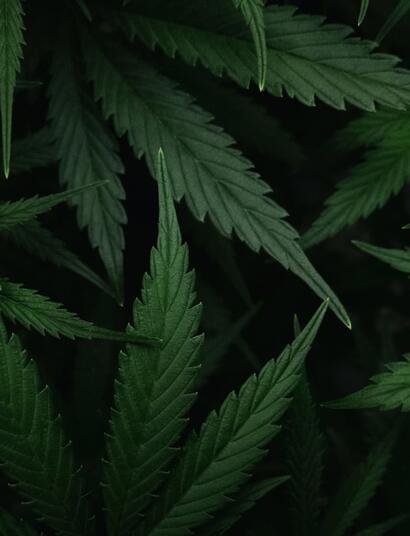 Hormonas-Vegetales-para-Aumentar-la-Producción-de-Cannabis