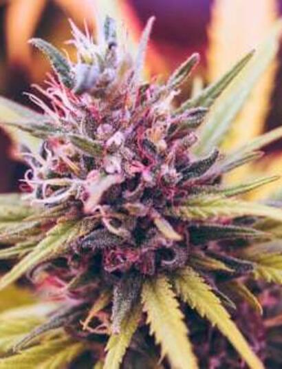 In the sixth episode of The Roll Models Interviews, Stoney Tark interviews Cannabis legend and Hash Queen, Mila Jansen.