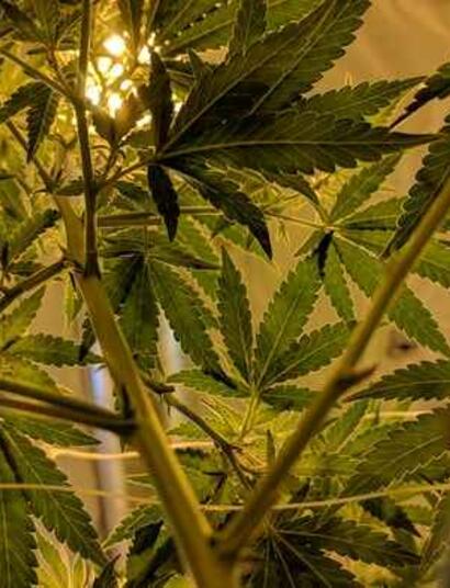 Medical Cannabis Bike Tour