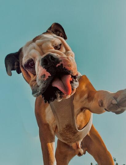 Boquillas y filtros The Bulldog, plata