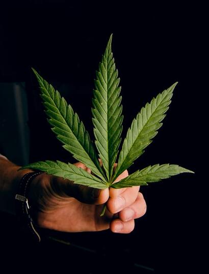 Usos ancestrales, usos modernos: la marihuana alivia