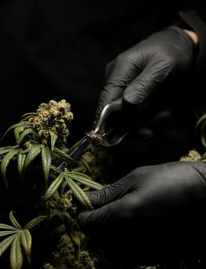 Uruguay legal: la conferencia de regulación del cannabis