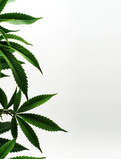 Large cannabis haul found