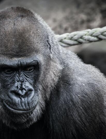 Gorilla Glue #1: The Latest Knock-Out Cannabis Strain By Zamnesia