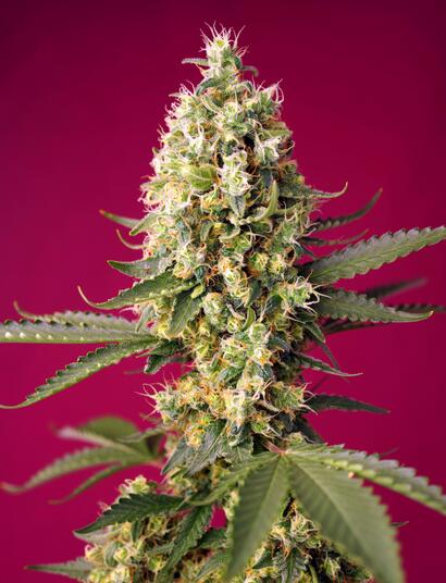 Neue Sweet Seeds Cannabissorten für 2022